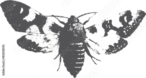 Black moth graphic illustration with detailed texture. A flat, isolated vector design showcasing the beauty of this insect in a classic style.