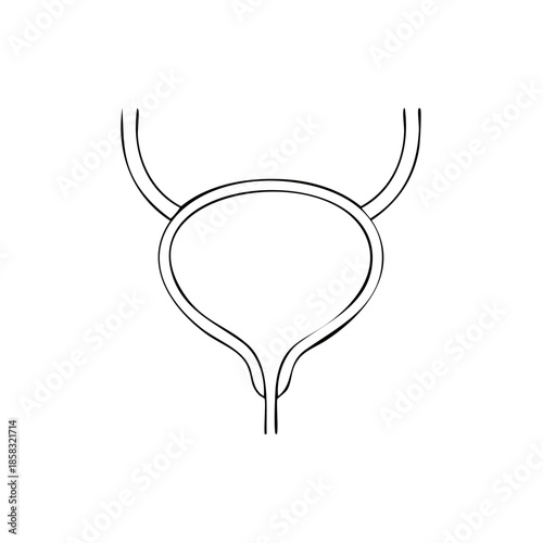 Simple Bladder Anatomy Line Art for Medical Illustration Educational Resources
