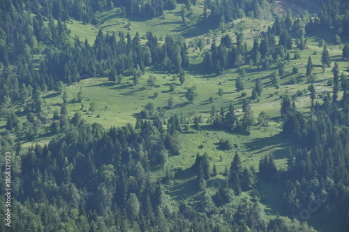 Green hillside with scattered trees and a serene landscape under bright sunlight