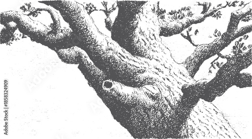 Tree trunk and branches with detailed texture in a black and white vector illustration. This artwork showcases nature's beautiful lines and forms in a simple set.