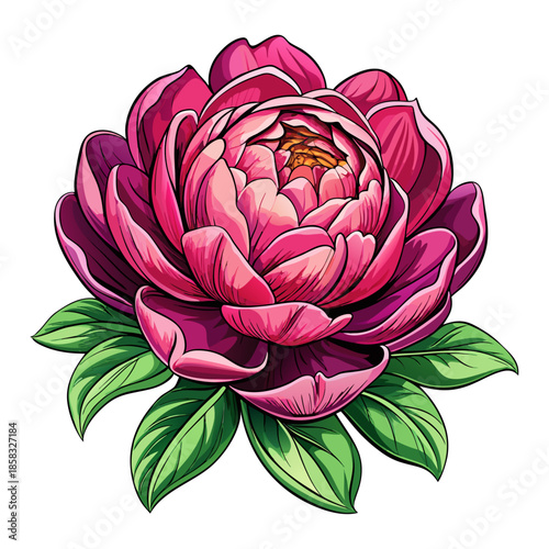 Pink Peony Flower with Green Leaves Vector Illustration