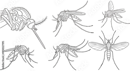 Dragonflies in various poses and styles black silhouettes