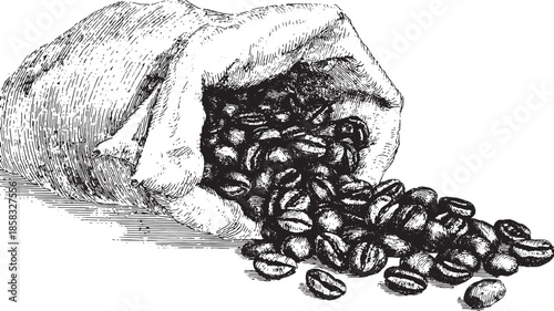 Illustration of a hand spilling coffee beans from a sack. Vintage black and white vector illustration showcasing realistic details.