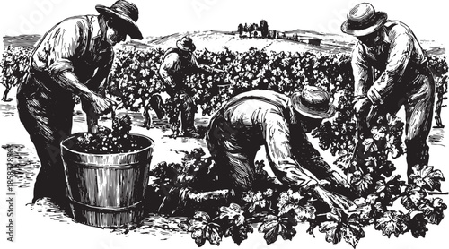 Hand-drawn illustration of vineyard workers harvesting grapes in a black and white style. Detailed farming scene in a rural landscape, vector set.