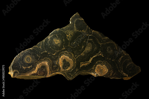 Stromatolite, a Petrified Microbial Mat from the Upper Cretaceous found in Cochabamba in Bolivia
