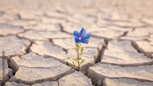 Close-up of tenacious flower in difficult environment, suitable for educational materials, climate change awareness, or motivational visuals.