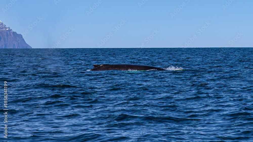 Fototapeta premium Walbeobachtung Dalvik in Nordisland, Europa