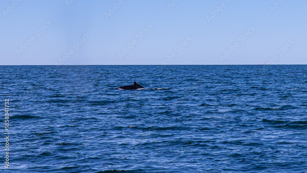 Fototapeta premium Walbeobachtung Dalvik in Nordisland, Europa