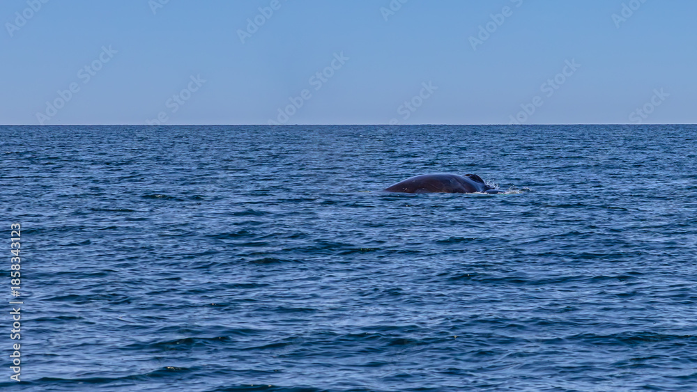 Fototapeta premium Whale watching in Dalvik, North Iceland, Europe