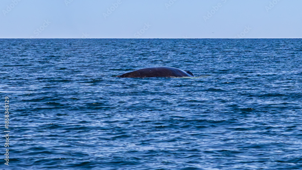 Fototapeta premium Whale watching in Dalvik, North Iceland, Europe