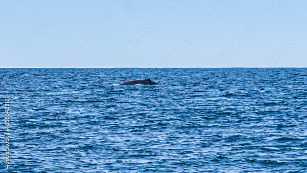 Obraz premium Walbeobachtung Dalvik in Nordisland, Europa