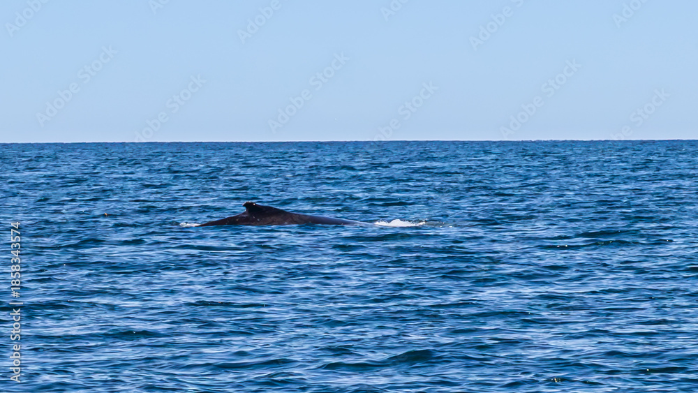 Fototapeta premium Whale watching in Dalvik, North Iceland, Europe