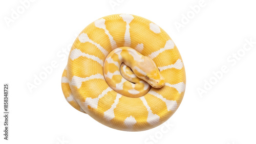 Φωτογραφία Albino Burmese python coiled isolated PNG, yellow and white snake on transparent