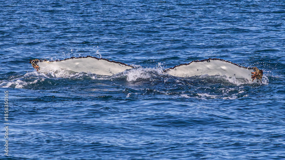 Fototapeta premium Walbeobachtung Dalvik in Nordisland, Europa