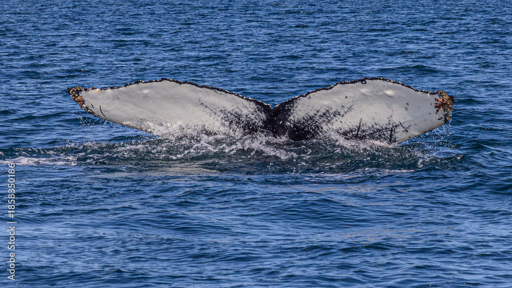 Fototapeta premium Walbeobachtung Dalvik in Nordisland, Europa