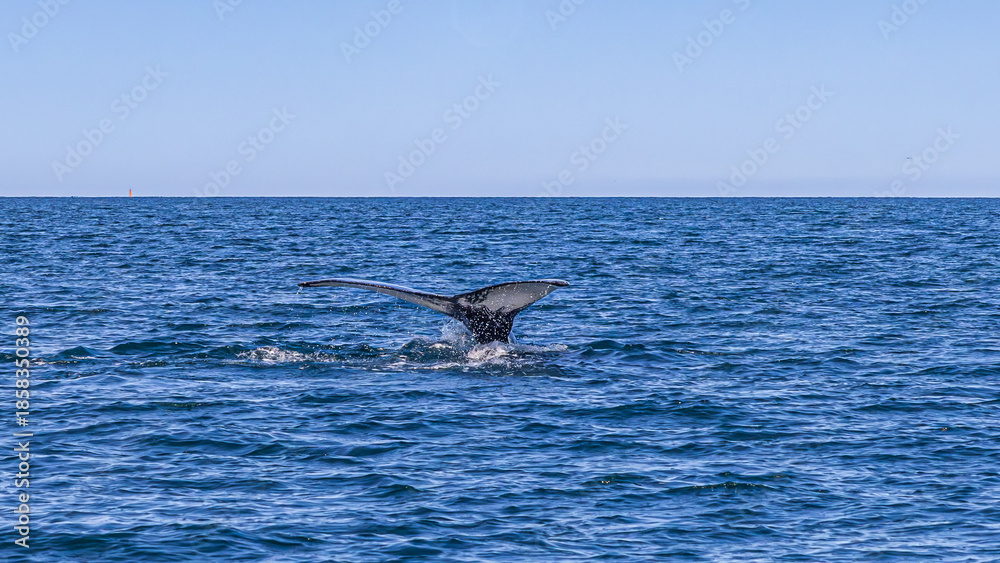 Fototapeta premium Walbeobachtung Dalvik in Nordisland, Europa