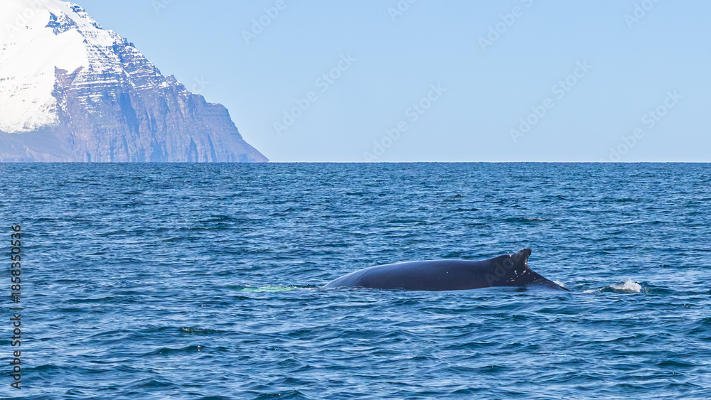 Fototapeta premium Walbeobachtung Dalvik in Nordisland, Europa