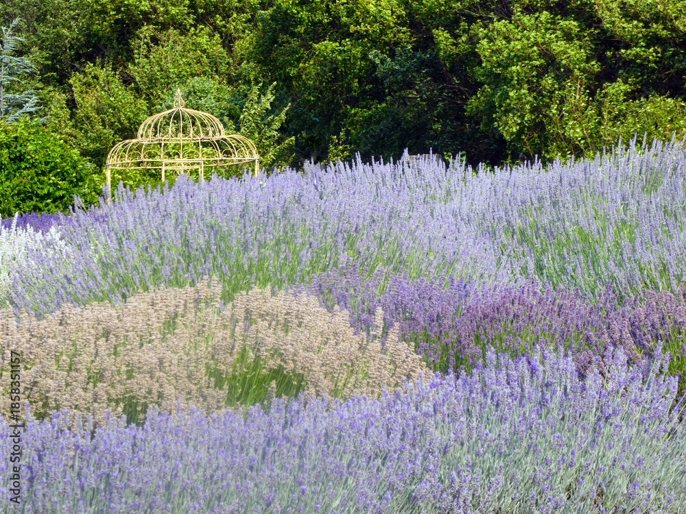 Obraz premium variety of colors lavenders