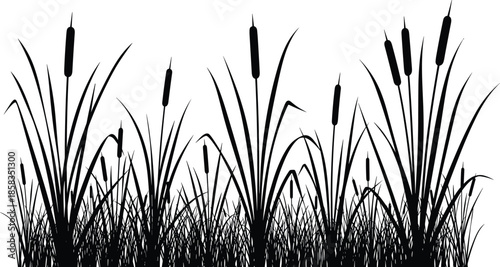 Black silhouette of cattails and tall marsh grass, wetland reeds vector illustration, nature background for swamp, pond, or river design.