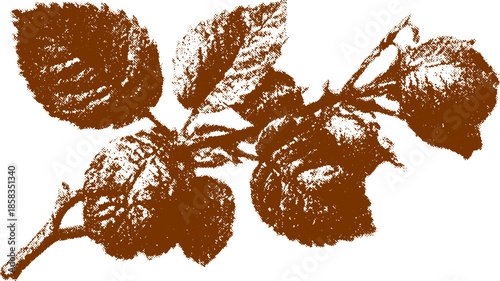 Brown hazelnut branch with leaves in a simple and textured vector illustration showcasing organic food elements for culinary use.