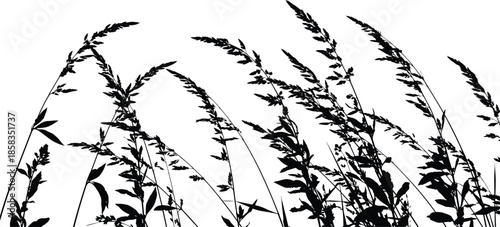 Black silhouette of tall meadow grass bending in wind, wild field vegetation vector illustration for nature background and botanical design.