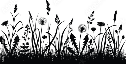 Black silhouette of wild meadow grass and dandelion flowers with seed heads, nature field vegetation vector illustration for summer background.