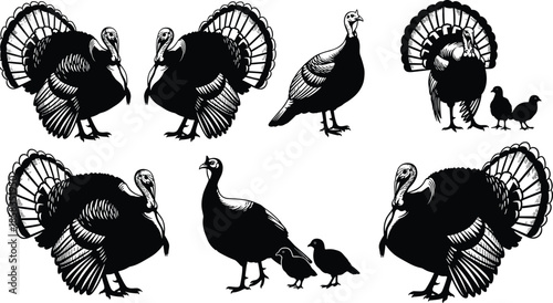 Collection of black turkey silhouettes including gobblers and chicks, vector illustration for Thanksgiving holiday design and farm agriculture background.
