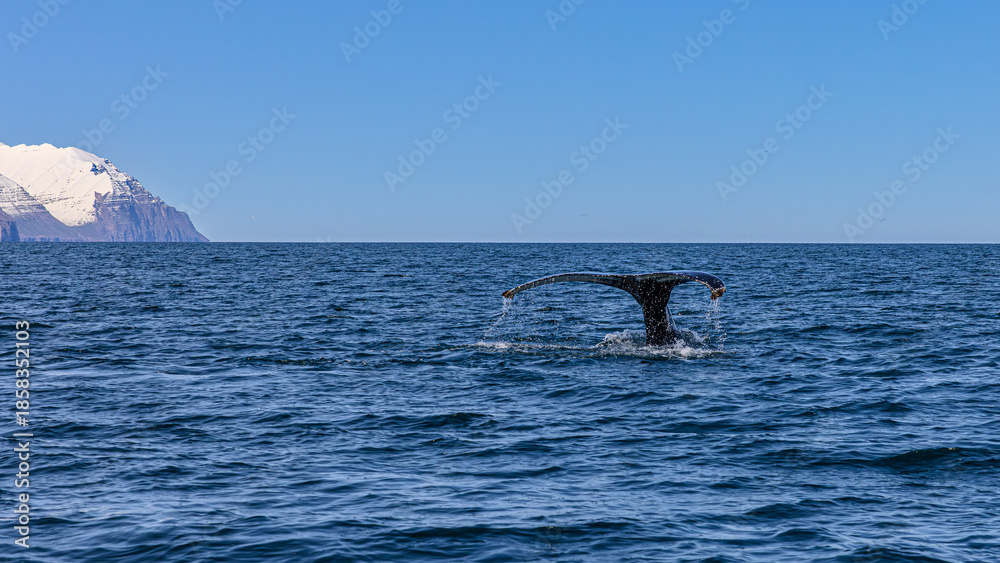 Obraz premium Walbeobachtung Dalvik in Nordisland, Europa
