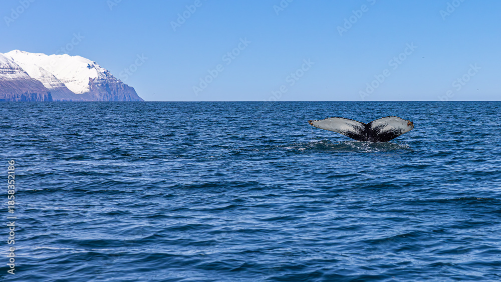 Fototapeta premium Whale watching in Dalvik, North Iceland, Europe