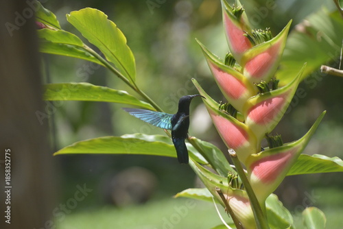 Colibri