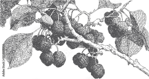 Botanical illustration of blackberry fruits and leaves on a branch. Vintage vector artwork with intricate design and natural texture.