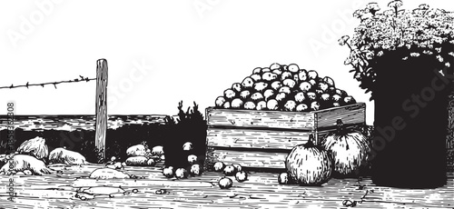 Fruit basket with apples and flowers. Black and white vector illustration showing a rural harvest scene in a wooden bucket set.