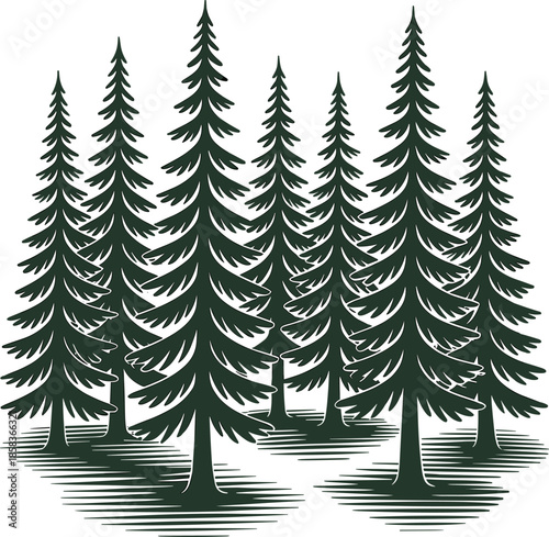 Classic Engraving Style Coniferous Forest Vector Art: Retro Monochrome Woodcut Illustration of Pine and Fir Trees in a Wilderness Grove. Perfect for Outdoor Logos, Labels, and Nature Badges.