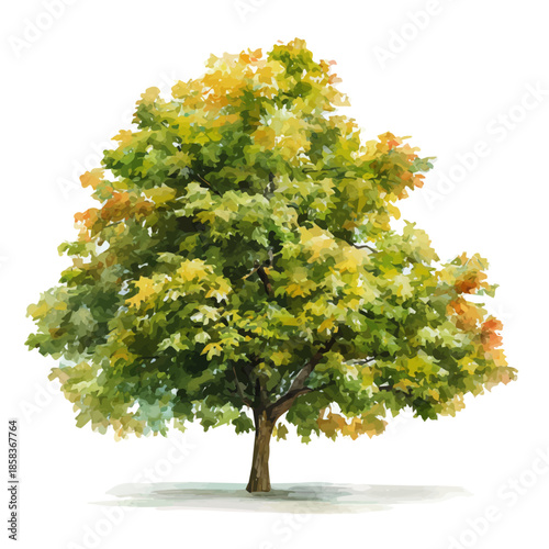 Stylized watercolor Maple Tree vector, modern artistic illustration with high-quality details on a pure white background.