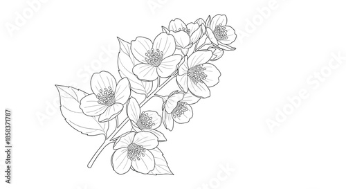 Detailed line art illustration of a jasmine branch with multiple blossoms and leaves perfect for botanical prints or coloring book pages.