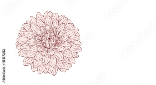 Intricate hand drawn sketch of a large dahlia flower with many petals in a soft pink tone isolated on a clean white background.