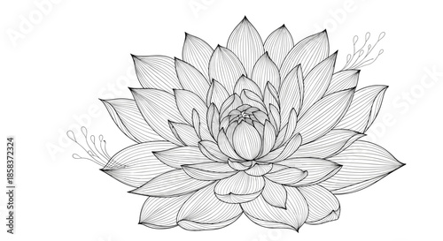 Intricate and large scale lotus flower sketch in a black and white etched style for sophisticated botanical art and prints.