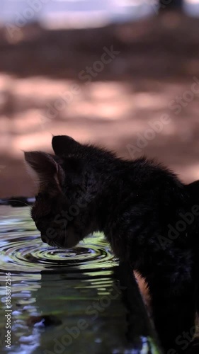 Thirsty Cat Drinking Fresh Water. Cat Drinking Water Close Up. Cute Cat Drinking From Water Bowl. Domestic Cat Hydrating Naturally.