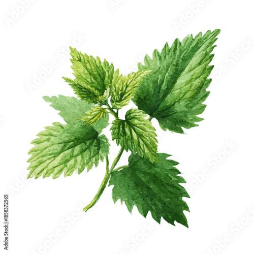 Stylized watercolor Nettle Leaf vector, modern artistic illustration with high-quality details on a pure white background.