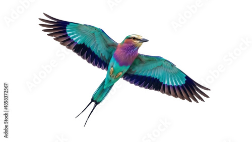 Foto Isolated lilac-breasted roller in flight, a vibrant exotic bird showing off blue