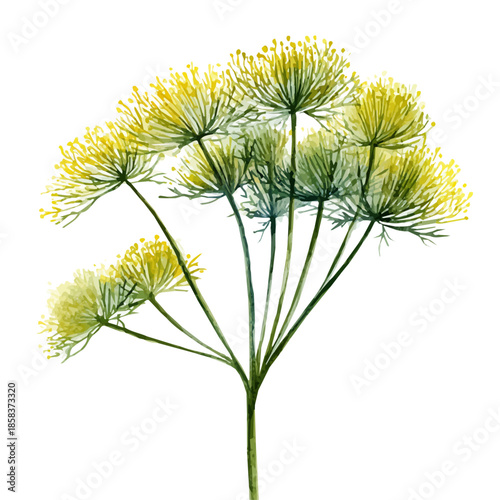 Stylized watercolor Dill vector, modern artistic illustration with high-quality details on a pure white background.