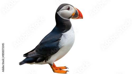 Foto Isolated Atlantic puffin showing colorful beak, cute seabird is standing on its