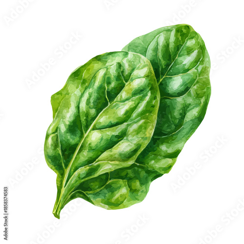 Stylized watercolor Spinach Leaf vector, modern artistic illustration with high-quality details on a pure white background.