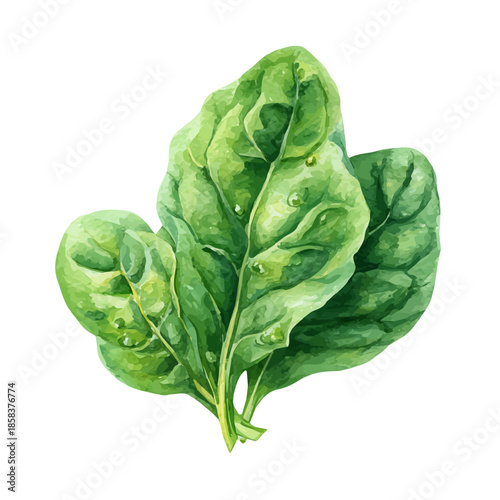 Watercolor Spinach Leaf vector, artistic painting style, high-resolution illustration on a pure white background.