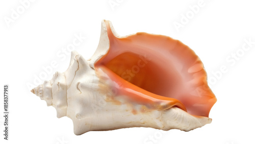 Isolated queen conch shell, a Caribbean sea shell in a studio shot, with a creamy exterior