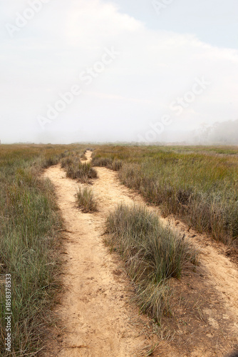 Mist in the paths of the moors of the Arcachon Basin in France