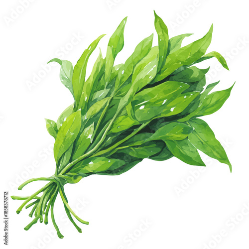 Water Spinach Kangkong watercolor vector illustration, high-quality artwork isolated on a pure white background.