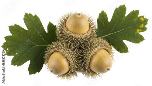 Foto Isolated Quercus macrocarpa Bur Oak acorns with leaves, autumn harvest ready to