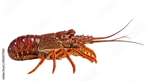 Photos Isolated Spiny Lobster crawls forward, viewed from the side, offering restaurant