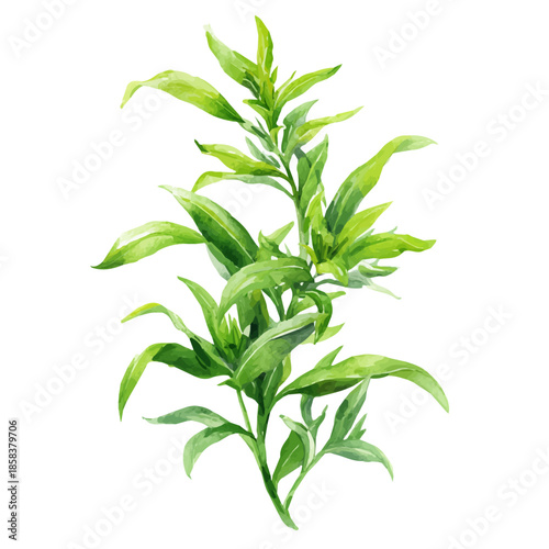 Tarragon watercolor artwork, high-quality professional vector illustration isolated on a white background.